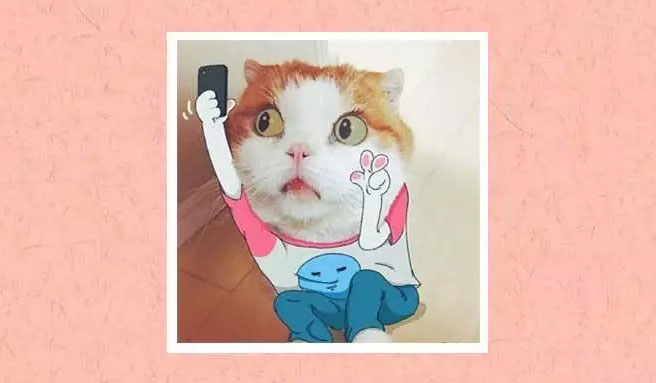 你的本体动物是什么？