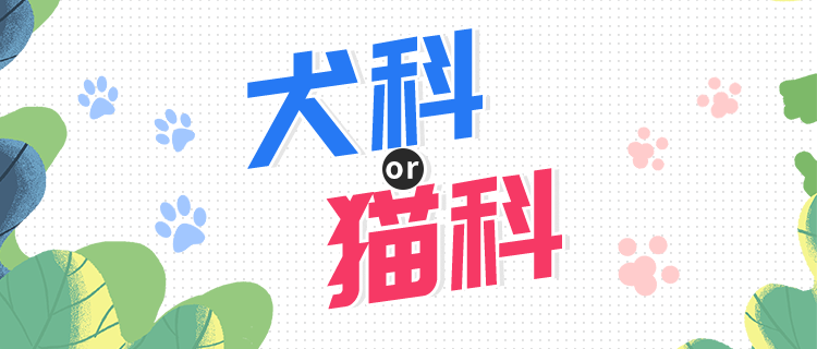 你更像猫科or犬科动物？