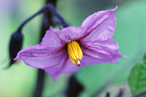 10种常见菜花你能认出来嘛？